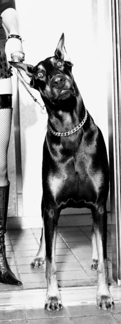 black and white photo of woman in stiletto boots holding the leash of a large black dog
